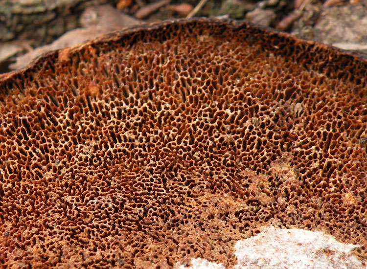Daedaleopsis confragosa?